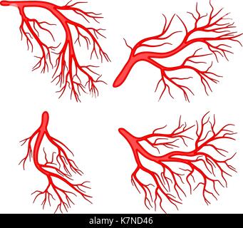 Menschliche Vene set Vektor symbol Icon Design. Schöne Abbildung auf weißem Hintergrund Stock Vektor