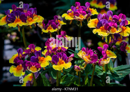 Lila und Gelb Nemesia kleine Betten blühende Pflanze (Rhabarber und Pudding). Stockfoto