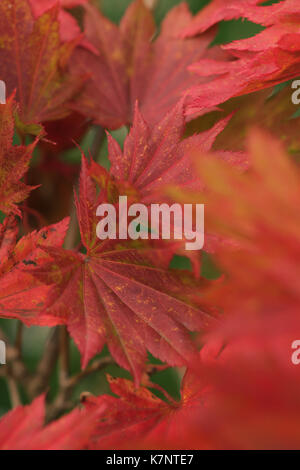 Rote Blätter im Herbst der japanischen Ahorn, Acer shirasawanum 'Aureum' Stockfoto