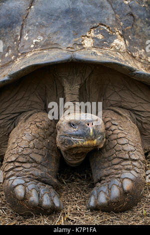 Galapagos Riesenschildkröte auf Santa Cruz auf den Galapagos Inseln in Ecuador Stockfoto