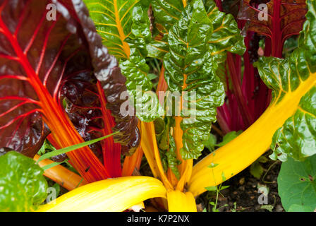 Bunter Mangold, Regenbogen, Grün, Gelb, Rot, wachsen in der Erde und der Sonne. Stockfoto