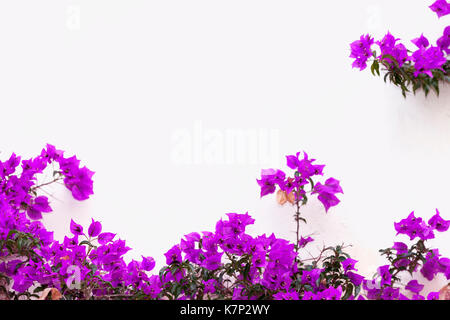 An der Fassade eines Hauses wächst ein Flieder Bougainvillea. Stockfoto