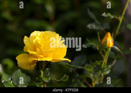 Gelbe Rosen im Garten. Stockfoto