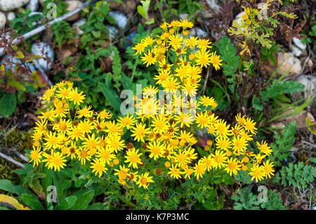Ragwort Blumen, Extensa vulgaris Stockfoto