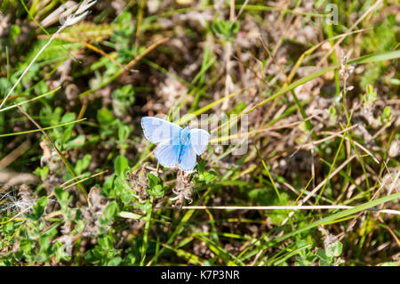 Männliche gemeinsame blauer Schmetterling, Polyommatus icarus Stockfoto