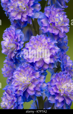 Blühender Larkspur Highlander ‘Bolero’ (Delphinium Hybrid). Blütenstand mit doppelten lila-blauen Blüten Stockfoto