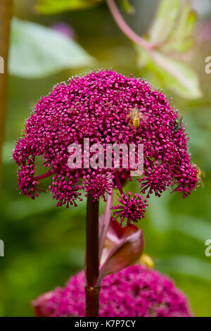 Lila Blume des riesigen koreanischen Angelica, lila Pastinaken (Angelica gigas) Stockfoto