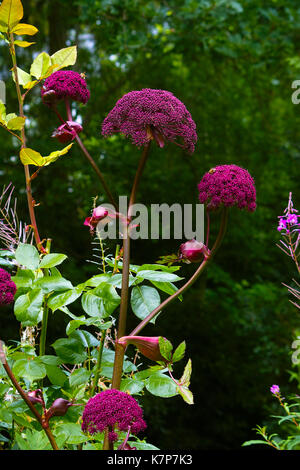 Lila Blume des riesigen koreanischen Angelica, lila Pastinaken (Angelica gigas) Stockfoto