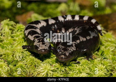 Zuchtpaar aus marmoriertem Salamander - ambystoma opacum Stockfoto