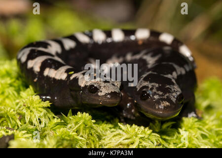 Zuchtpaar aus marmoriertem Salamander - Ambystoma opacum Stockfoto