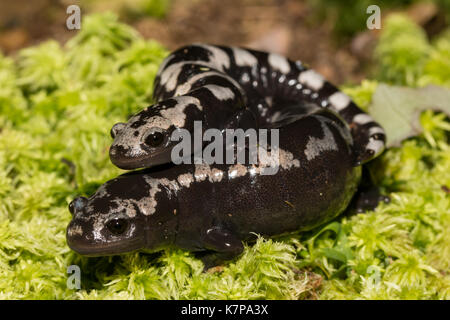 Zuchtpaar aus marmoriertem Salamander - ambystoma opacum Stockfoto