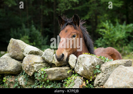 Bay Horse in Feld über Trockenmauer in Kantabrien Region von Spanien suchen Stockfoto