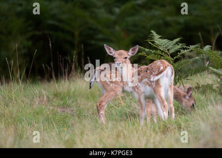 Zwei junge Damwild in einem kleinen Gras clearing unter einigen grossen Farnen. Ein Blick auf die Kamera und ein essen Gras. Bushy Park, Richmond, London, UK. Stockfoto