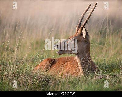 Red deer Hirsch sitzend, in einigen langen Gras an einem sonnigen Sommer in Bushy Park, Richmond, London, UK. Stockfoto