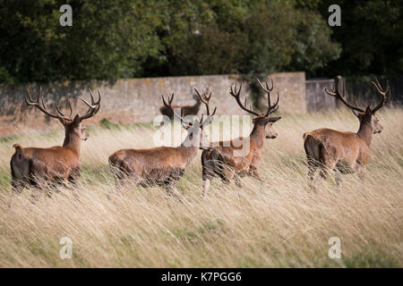 Vier Rotwild Hirsche zu Fuß in einer Linie durch einige lange Gras in Bushy Park, Richmond, London, UK. Stockfoto