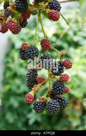 Große reife Brombeeren auf der Bush wachsenden Stockfoto