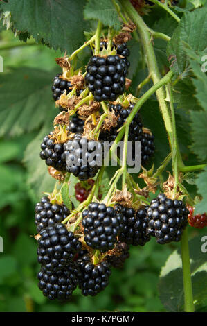 Große reife Brombeeren auf der Bush wachsenden Stockfoto