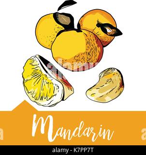 Vector Illustration von Mandarin in Hand gezeichnet Stock Vektor