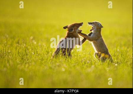 Zwei Fox Cubs spielen im Sommer Sonnenuntergang Stockfoto