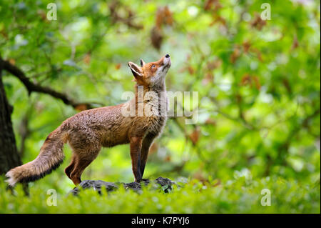 Fox mit wunderschönen forrest Hintergrund Stockfoto