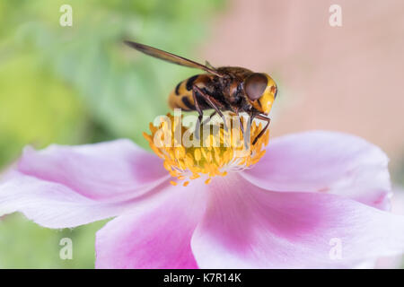 Hornet nachahmen, Insekt, volucella zonaria auf eine rosa Blume, japanses Anemone, Pollen sammeln Stockfoto