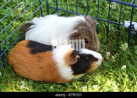 Zwei Meerschweinchen unter einem Draht-einzäunung im Gras eines Gartens Stockfoto