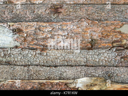 Natürliche Rinde plank Textur. Stockfoto