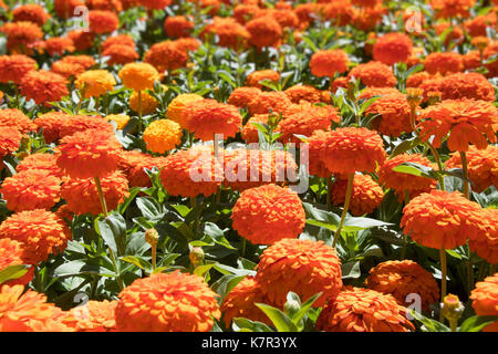 Orange zinnia mit Blumen im Garten an einem sonnigen Tag. Stockfoto