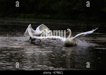 Eine aggressive Mute swan auf der Jagd nach einem jüngeren Swan weg aus dem Gebiet am See. Stockfoto