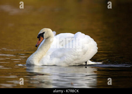 Eine Mute swan Schwimmen in einem Teich im Herbst - das gelbe Blätter von Bäumen in das Wasser in der Dämmerung wider das Wasser eine goldene Farbe. Stockfoto