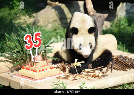 Peking, China. 16 Sep, 2017. Panda Xinxing hat eine Mahlzeit im Zoo von Chongqing Chongqing, Südwesten Chinas, Sept. 16, 2017. Die weibliche Panda Xinxing feierte ihren 35. Geburtstag, das entspricht mehr als 100 Menschen am Samstag in Chongqing. Die Xinxing, die hat 114 Nachkommen, wurde in Baoxing County im Südwesten Chinas Provinz Sichuan geboren 1982. Credit: Tang Yi/Xinhua/Alamy leben Nachrichten Stockfoto