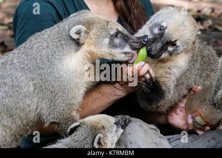 Ramat Gan, Israel. 17. September 2017. Animal handler, Bar, behandelt symbolisch südamerikanische Nasenbären zu Äpfel getaucht in Honig im Safari Zoo Center am Vorabend von Rosch Haschanah, das Jüdische Neue Jahr, eine Gelegenheit, auf die Juden auf der ganzen Welt wird traditionell ein Apple in Honig getaucht, in der Hoffnung auf ein süßes neues Jahr essen. Stockfoto