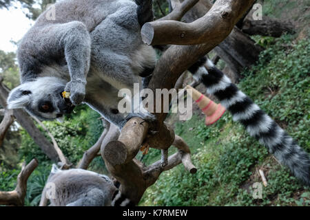 Ramat Gan, Israel. 17. September 2017. Tierpfleger symbolisch behandeln Ring Lemuren Äpfel, Granatäpfel und Termine im Safari Zoo Center Tailed am Vorabend von Rosch Haschanah, das Jüdische Neue Jahr, eine Gelegenheit, auf die Juden auf der ganzen Welt diese Früchte werden traditionell in der Hoffnung auf ein süßes neues Jahr essen. Stockfoto