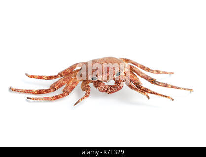 Rote europäische Ufer Krabbe auf weißem Hintergrund mit weichen Schatten Stockfoto