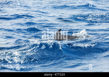 Gemeinsame Delphin Schwimmen im Atlantik in der Nähe der Insel Madeira, Portugal Stockfoto