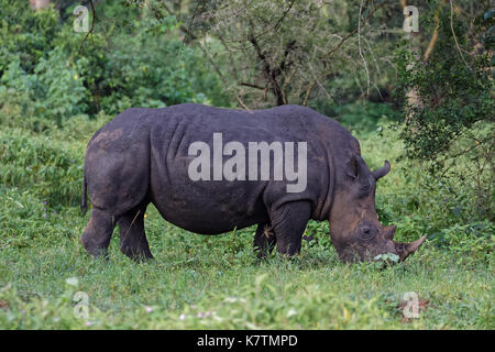 Eine weiße Nashörner (Rhinocerotidae)) Beweidung in natürlichen Lebensraum, in Uganda, in Afrika. Stockfoto