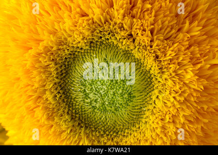 Bündel Sonnenblumen Teddybär in einem Glas Vase. Ein Zwerg sonnenblume Anlage mit mehreren großen gelben Golden doppelte Blüten. Stockfoto
