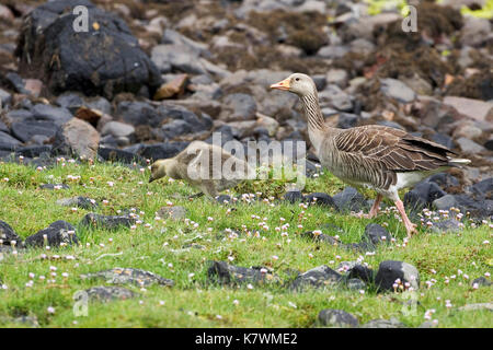 Graugans Anser Anser Familie unter Sparsamkeit Armeria Maritima neben Felsenufer Mull Schottland Stockfoto