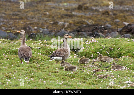 Graugans Anser Anser Familie unter Sparsamkeit Armeria Maritima neben Felsenufer Mull Schottland Stockfoto