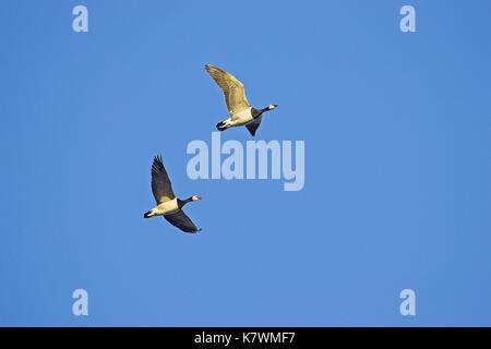 Nonnengans Branta leucopsis Paar im Flug gegen den blauen Himmel, Islay, Schottland Stockfoto