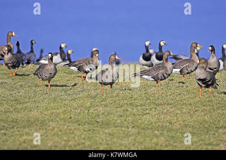 White-fronted goose Anser albifrons Herde mit nonnengänsen Branta leucopsis auf Grünland, Islay, Schottland Stockfoto