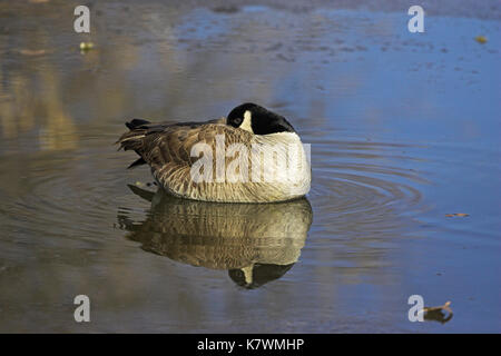 Kanadagans Branta canadensis Schlafen auf Eis Rio Grande Nature Center Albuquerque, New Mexico USA Stockfoto