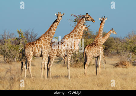 Giraffen (Giraffa Camelopardalis) im natürlichen Lebensraum, Etosha National Park, Namibia Stockfoto