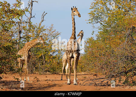 Giraffen (Giraffa Camelopardalis) im natürlichen Lebensraum, Krüger Nationalpark, Südafrika Stockfoto