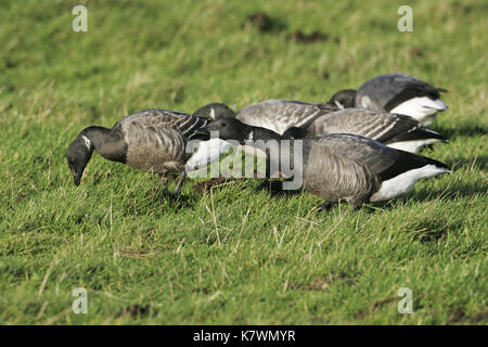 Ringelgans Branta bernicla Gruppe Fütterung Stockfoto