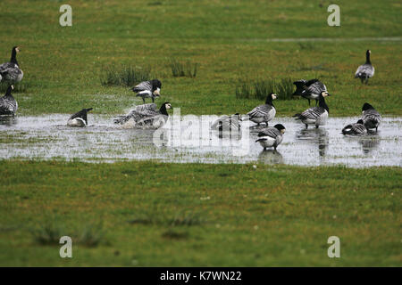 Nonnengans Branta leucopsis Herde auf der Weide Loch Gruinart RSPB Reservat Islay Argyll und Bute Schottland Großbritannien Stockfoto