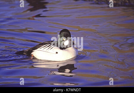 Schellente Bucephala clangula Captive männlichen Slimbridge Wildfowl und Feuchtgebiete Vertrauen Gloucestershire England Stockfoto