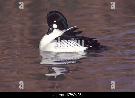 Schellente Bucephala clangula Captive männlichen Slimbridge Wildfowl und Feuchtgebiete Vertrauen Gloucestershire England Stockfoto