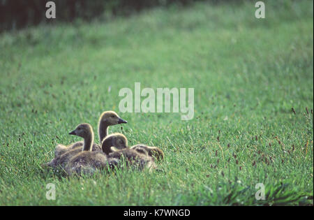 Kanadagans Branta canadensis vier Gänschen ruht und das Putzen unter Gras Stockfoto