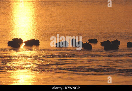 Kanadagans Branta canadensis Gruppe ruht auf Sonnenuntergang beleuchtet Wasser Avon Dorf in der Nähe von Ringwood Hampshire England Stockfoto